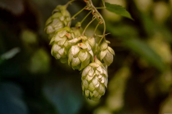 Tinctuur: HUMULUS LUPULUS L. HOP 50ML