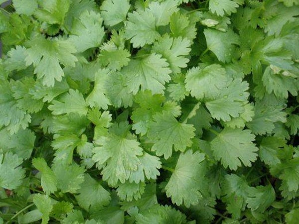Tinctuur: CORIANDRUM SATIVUM L. KORIANDER 50ML