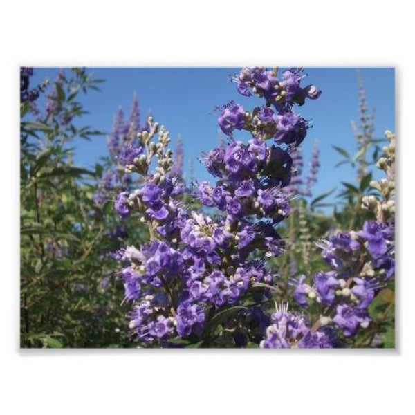 Tinctuur: VITEX AGNUS-CASTUS KUISBOOM 50ML