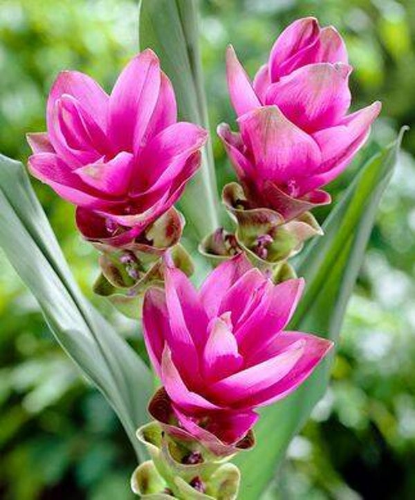 Tinctuur: CURCUMA XANTHORRHIZA KURKUMAWORTEL 50ML