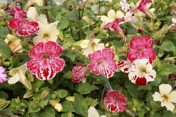 MASKERBLOEM (MIMULUS) 10 ML
