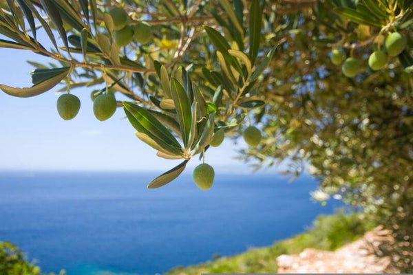 OLIJF (OLIVE) 10 ML
