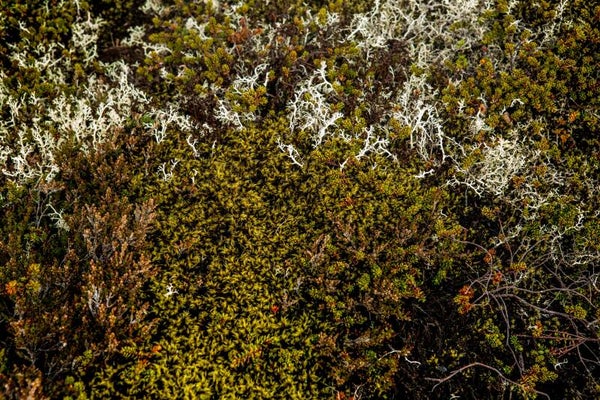 Tinctuur: CETRARIA ISLANDICA L. IJSLANDS MOS 50ML