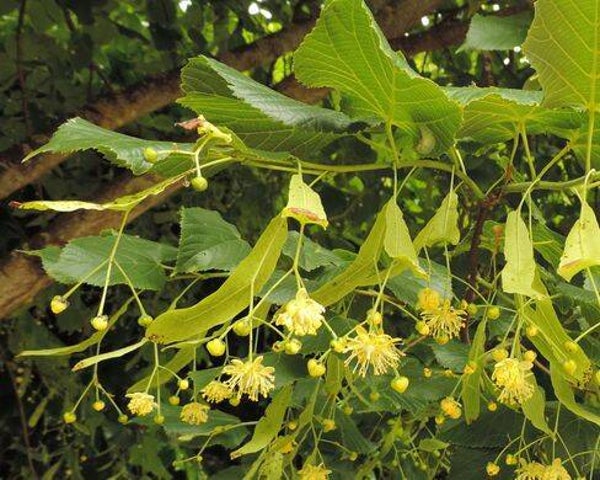 Tinctuur: TILLIA CORDATA L. (FLORES) LINDE (BLOESEM) 50ML