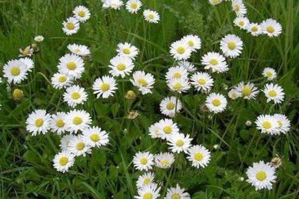 Tinctuur: BELLIS PERENNIS MADELIEFJE 50ML