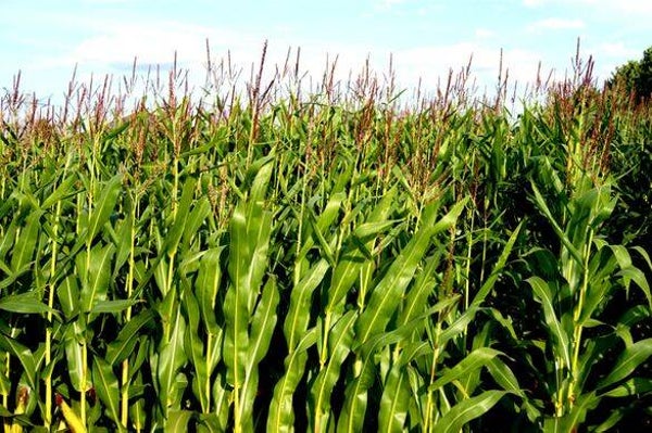 Tinctuur: ZEA MAYS L. MAIS 50ML