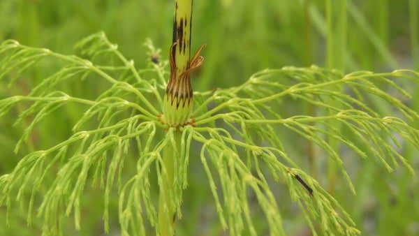Tinctuur: EQUISETUM ARVENSE L. HEERMOES- PAARDESTAART 50ML