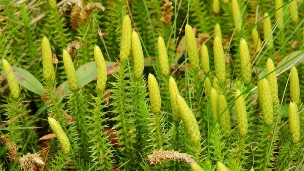 Tinctuur: LYCOPODIUM CLAVATUM WOLFSKLAUW 50ML