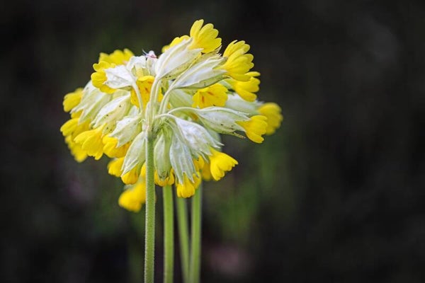 Tinctuur: PRIMULA VERIS L. SLEUTELBLOEM 50ML