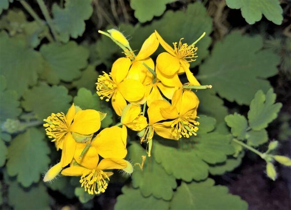 Tinctuur: CHELIDONIUM MAJUS L. STINKENDE GOUWE 50ML