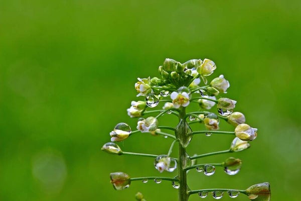 Tinctuur: CAPSELLA BURSAE-PASTORIS L. HERDERSTASJE-BLOEDKRUID50ML