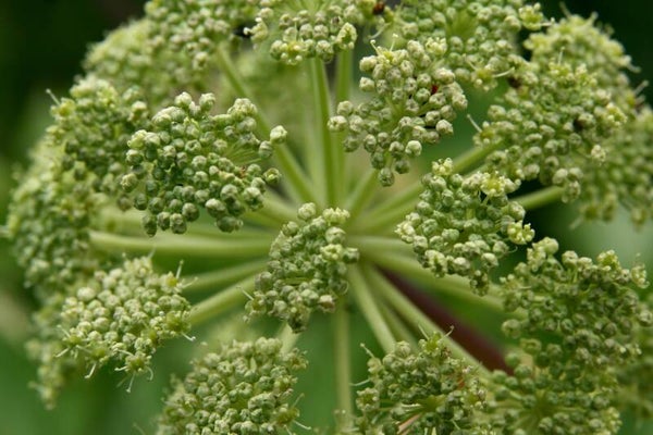 Tinctuur: ANGELICA ARCHANGELICA ENGELWORTEL (GROTE) 50ML