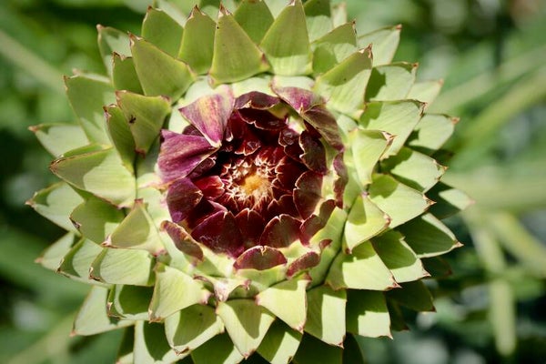 Tinctuur: CYNARA SCOLYMUS L. ARTISJOK 50ML