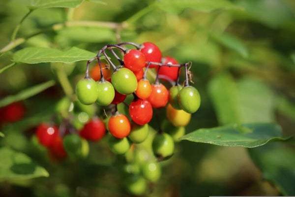 Tinctuur: SOLANUM DULCAMARA L. BITTERZOET 50ML