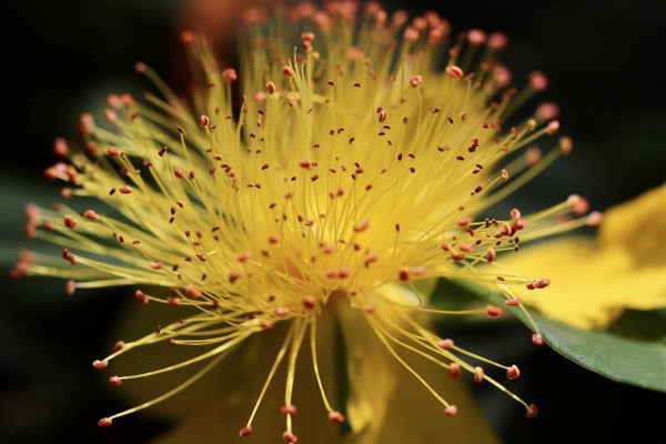 Tinctuur: HYPERICUM PERFORATUM L. SINT-JANSKRUID 50ML