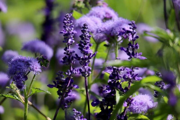 Tinctuur: SALVIA OFFICINALIS L. SALIE 50ML