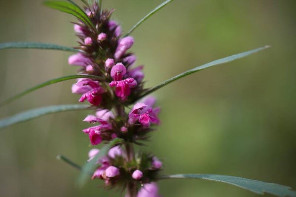 Tinctuur: LEONURUS CARDIACA L. HARTGESPAN 50ML