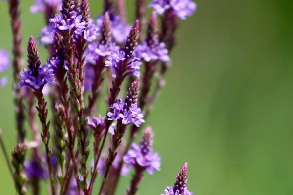 Tinctuur: VERBENA OFFICINALIS L. IJZERHARD 50ML