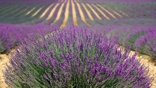 Tinctuur: LAVENDULA AUGSTIFOLIA LAVENDEL 50ML