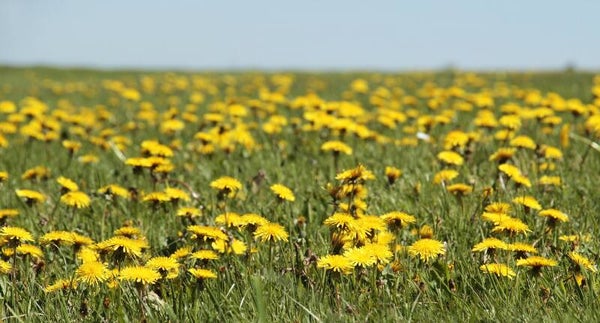 Tinctuur: TARAXACUM OFFICINALE (RADDIX) PAARDEBLOEM (WORTEL)