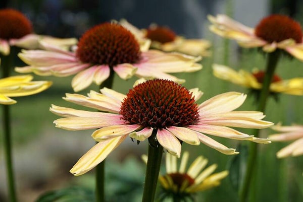 Tinctuur: ECHINACEA PURPUREA MOENE H. RODE ZONNEHOED 50ML