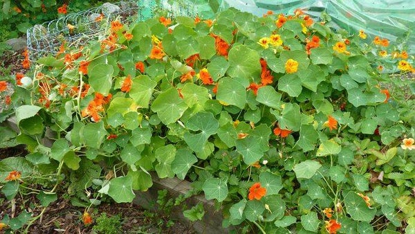 Tinctuur: TROPAEOLUM MAJUS L. OOST INDISCHE KERS 50ML