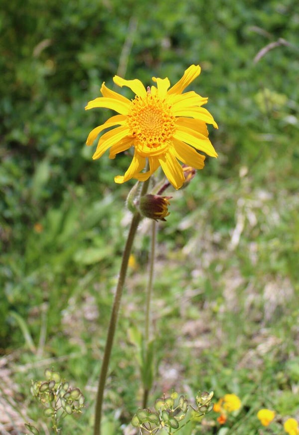 Tinctuur: ARNICA MONTANA (UITWENDIG GEBRUIK) VALKRUID 50ML