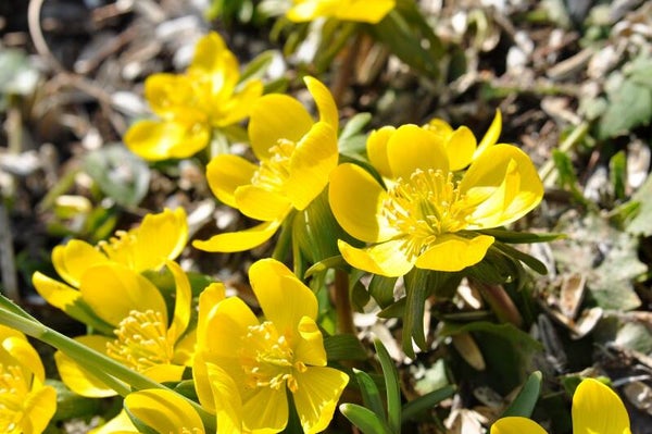 Tinctuur: POTTENTILLA ANSERINA L. ZILVERSCHOON 50ML