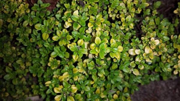 Tinctuur: THYMUS VULGARIS TIJM (ECHTE) 50ML