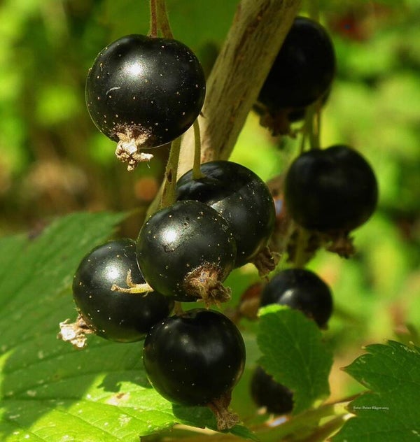 Tinctuur: RIBES NIGRUM (FOLIA) ZWARTE AALBES (BLAD) 50ML