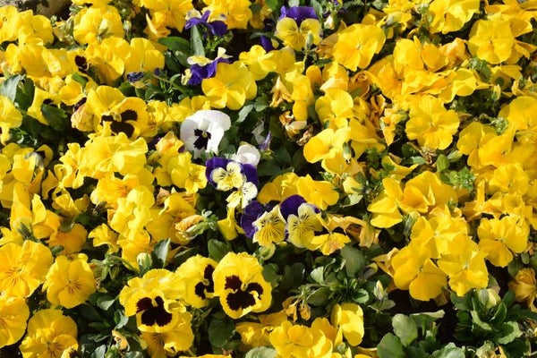 Tinctuur: VIOLA TRICOLOR (FLORES) DRIEKLEURIG VIOOLTJE (BLOESEM)