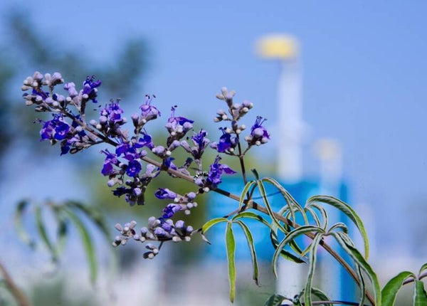 Tinctuur: AGNUS CASTUS KUISBOOM