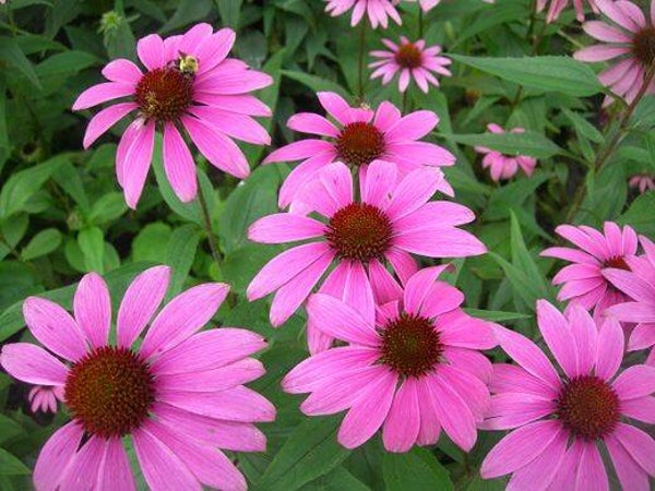 Tinctuur: ECHINACEA PURPUREA MOENE H. RODE ZONNEHOED 50ML