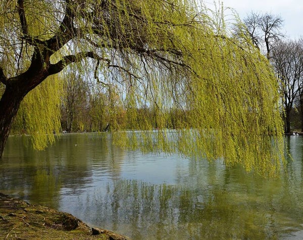 WILG (WILLOW) 10 ML € 9,00