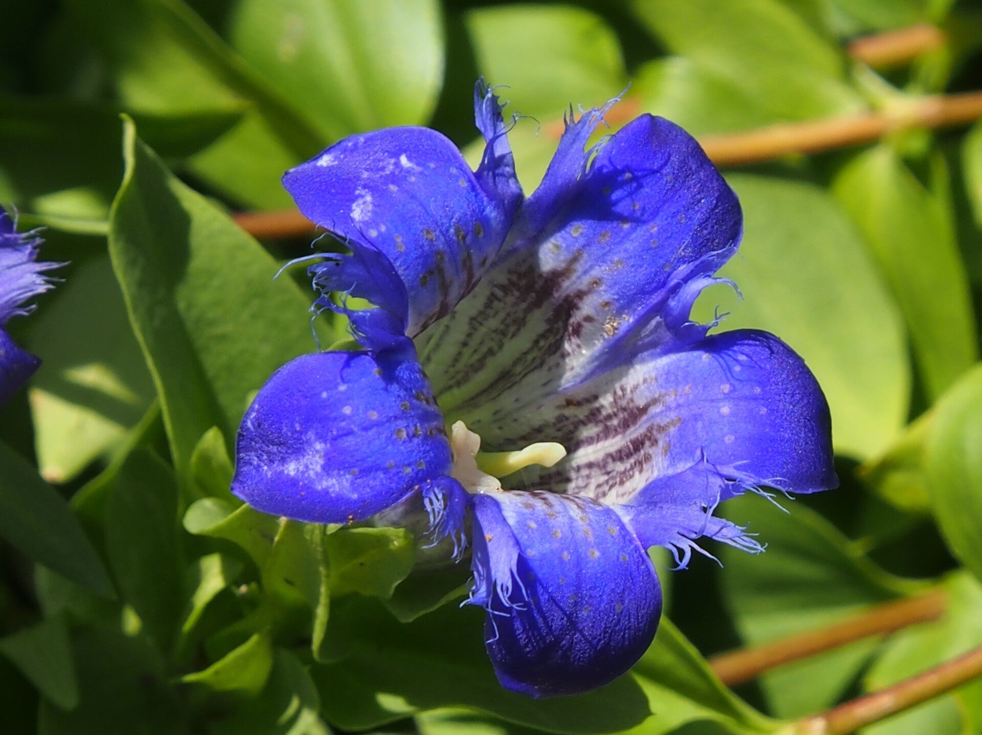 GENTIAAN (GENTIAN) 10 ML