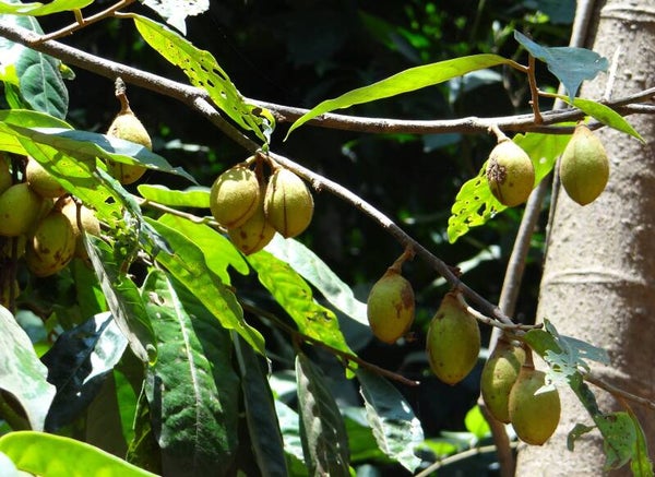 Tinctuur: MYRISTICA FRAGRANS VAN HOUTE MUSKAATBOOM 50ML