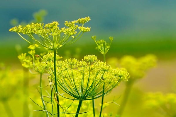 Tinctuur: FOENICULUM VULGARE MILL. VENKEL 50ML