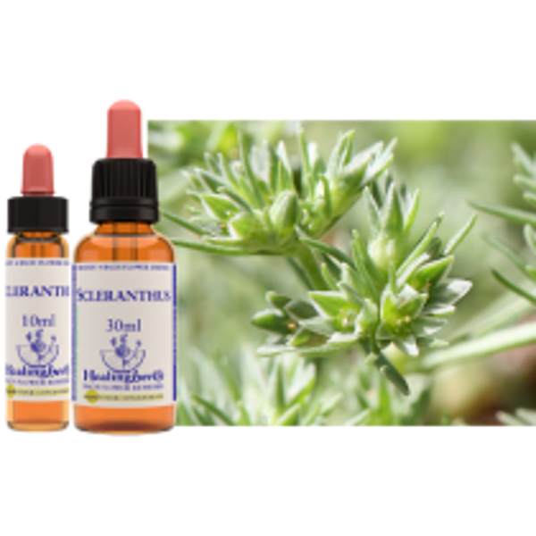 HARDBLOEM (SCLERANTHUS) 30 ML € 15,90