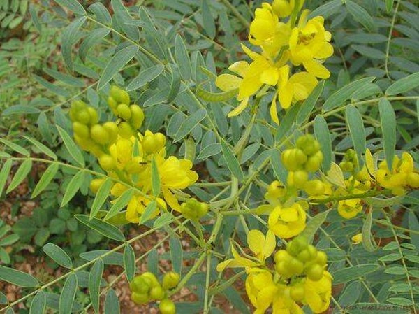 Tinctuur: CASSIA AUGUSTIFOLIA VALH. SENNA 50ML