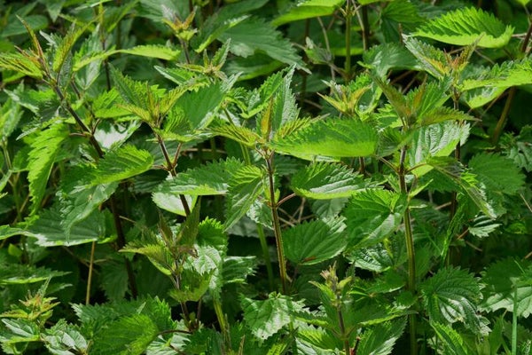 Tinctuur: URTICA DIOICA L. BRANDNETEL (GROTE) 50ML