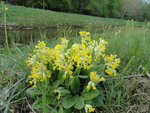 Tinctuur: PRIMULA VERIS L. SLEUTELBLOEM 50ML