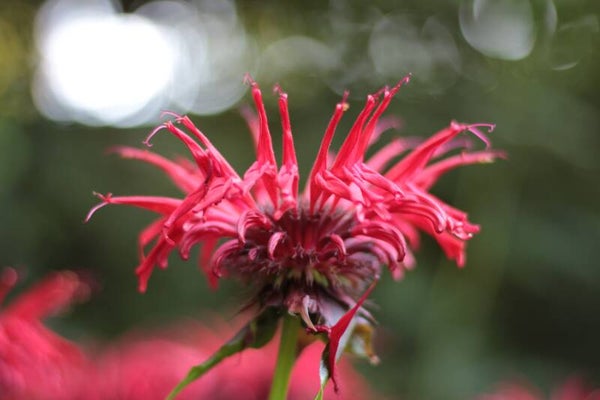 Tinctuur: BERGAMOT - MONARDA MONARDA 50ML