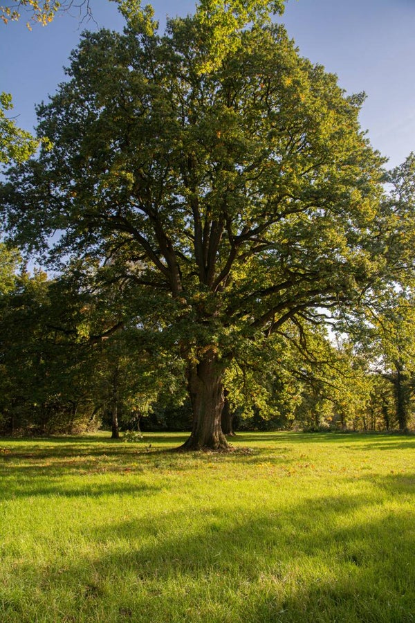 ZOMEREIK (OAK) 30 ML