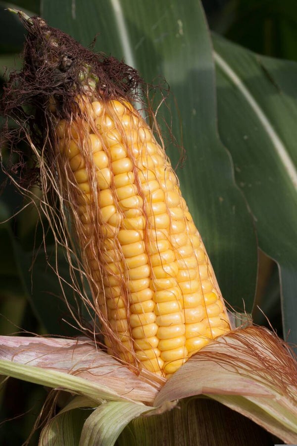 Tinctuur: ZEA MAYS L. MAIS 50ML