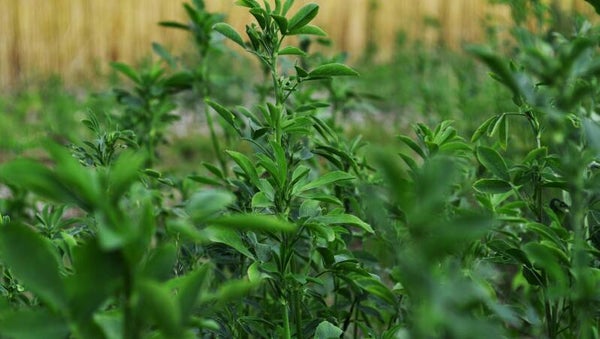 Tinctuur: MEDICAGO SATIVA LUZERNE 50ML