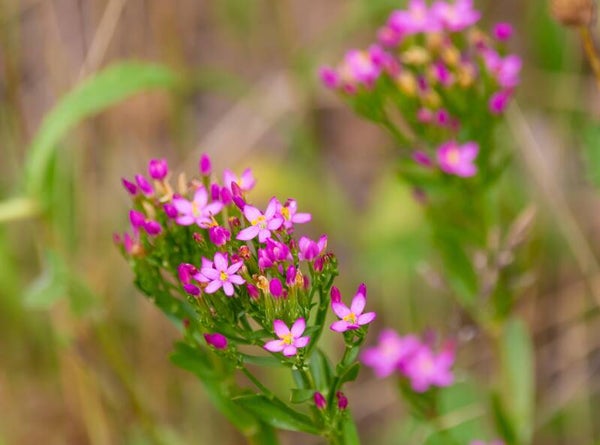 Tinctuur: CENTAURIUM ERYTHRAEA RAFIN. DUIZENDGULDENKRUID (ECHT)