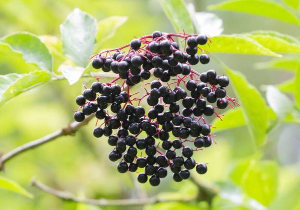 Tinctuur: SAMBUCUS NIGRA VLIER 50ML