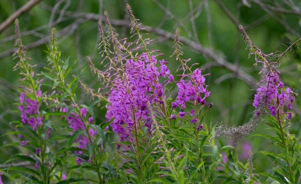 Tinctuur: EPILOBIUM ANGUSTIFOLIUM WILGENROOSJE 50ML