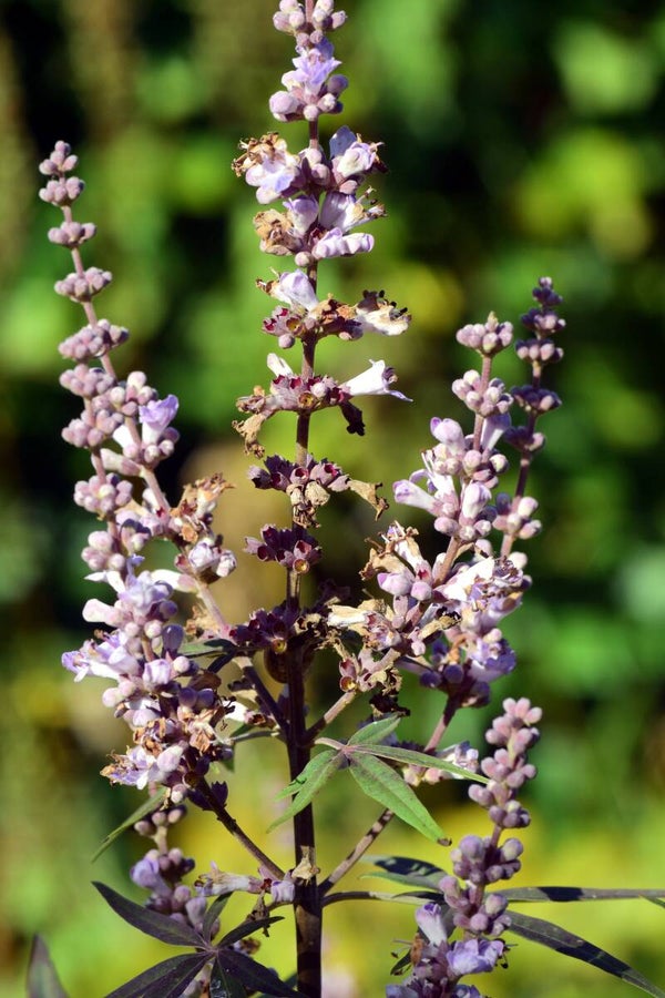Tinctuur: VITEX AGNUS-CASTUS KUISBOOM 50ML