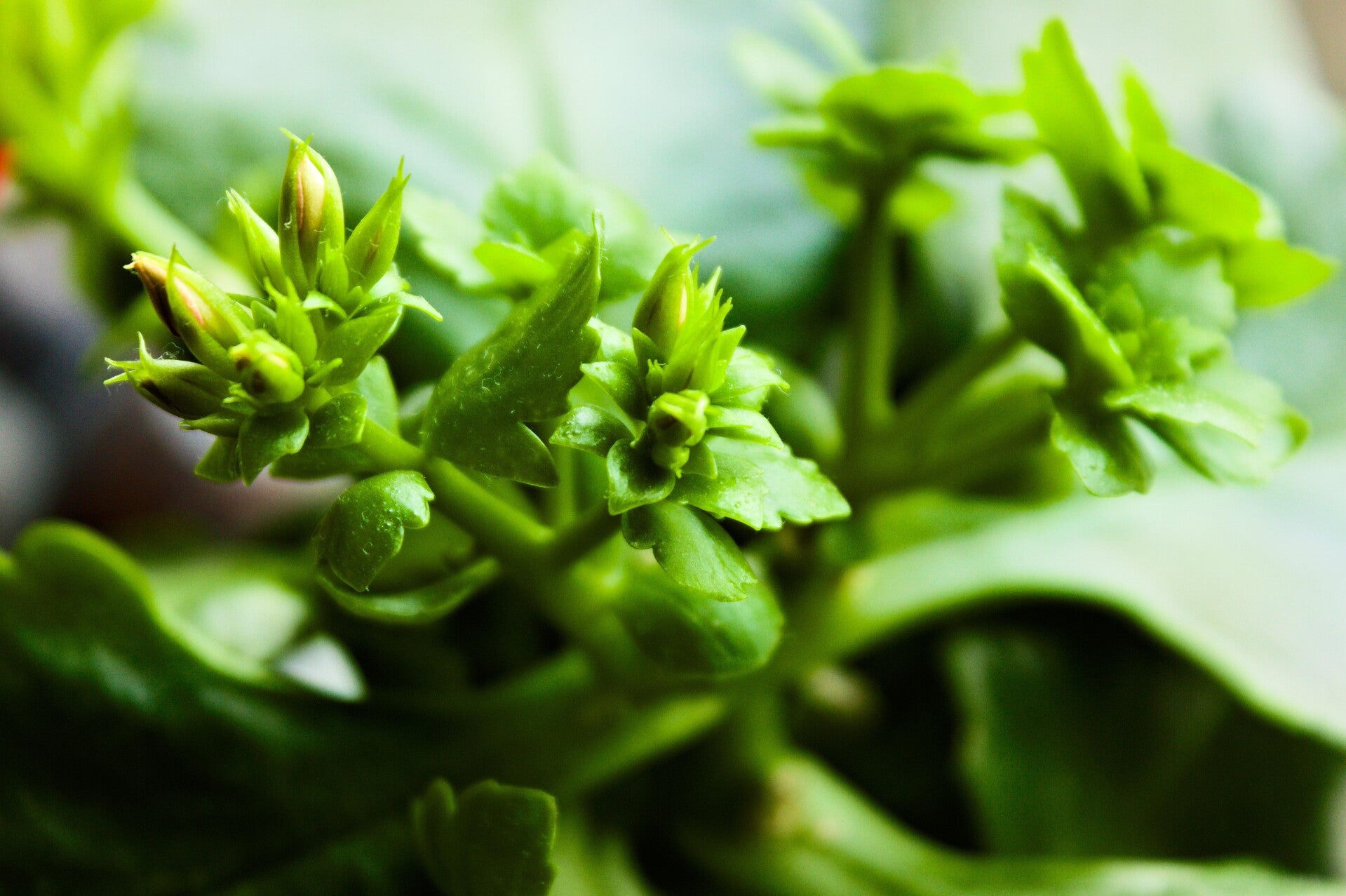 Tinctuur: ARCTOSTAPHYLOS UVA URSI L. BEREDRUIF 50ML